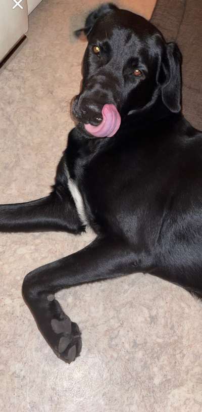 Labradorfans-Beitrag-Bild