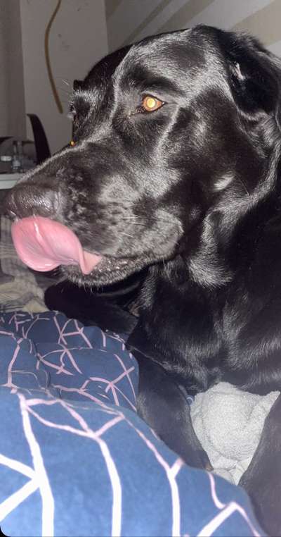 Labradorfans-Beitrag-Bild