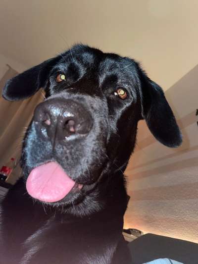 Labradorfans-Beitrag-Bild