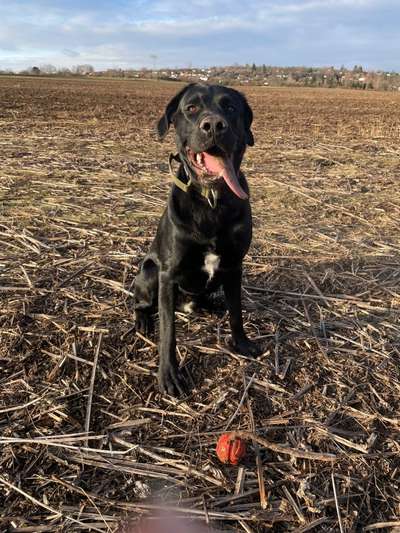 Labradorfans-Beitrag-Bild