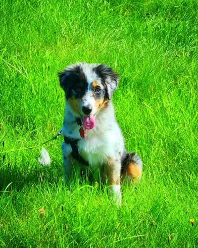 Fotochallenge Nr. 59 - Mein Hund zeigt die Zunge-Beitrag-Bild