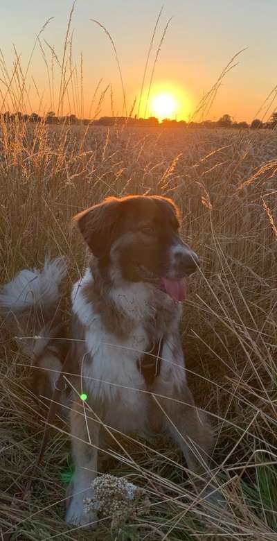 Herdenschutzhunde-Beitrag-Bild