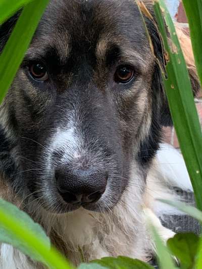 Dogorama Photo Challenge - Tarnung ist alles-Beitrag-Bild