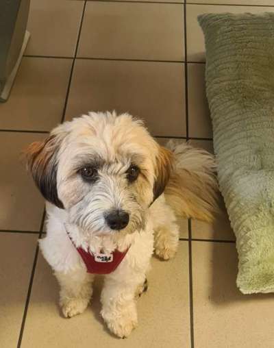 Havaneser-Beitrag-Bild