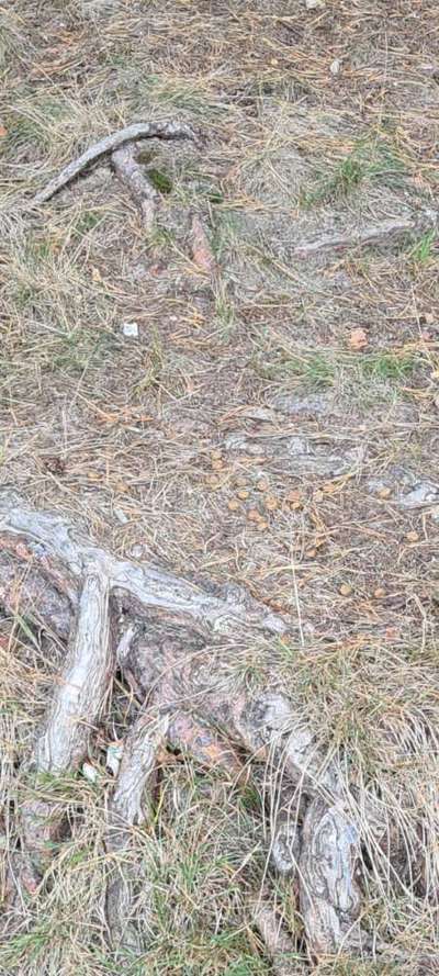 Giftköder-Verdächtiges Futter-Bild