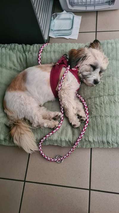 Hundetreffen-Toben für kleine Hunde-Bild