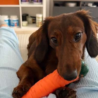 Hundetreffen-Spiel- und Gassipartner gesucht-Bild
