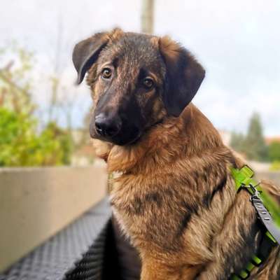 Hundetreffen-Hundebegegnungen trainieren-Profilbild