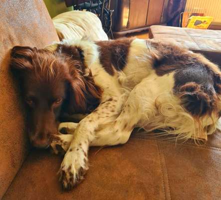 Hunde sind die beste Medizin-Beitrag-Bild