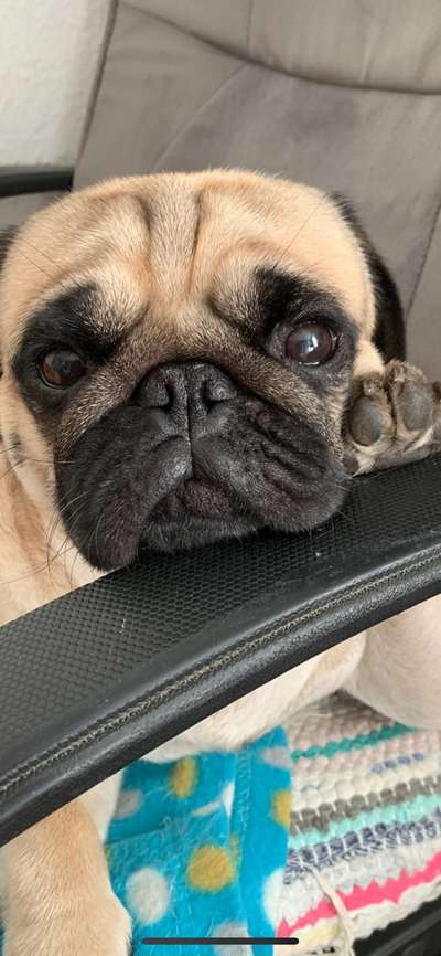 Zeigt mir die tollste Nahaufnahme von eurer Fellnase-Beitrag-Bild