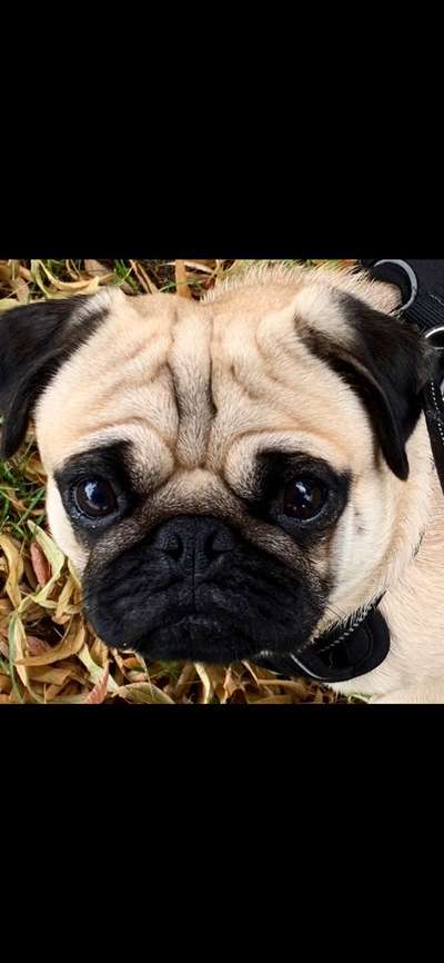 Fotochallange Nr. 57     PORTRÄT.   Beendet!!!!!!!!-Beitrag-Bild