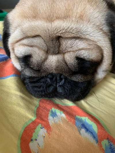 Zeigt mir die tollste Nahaufnahme von eurer Fellnase-Beitrag-Bild