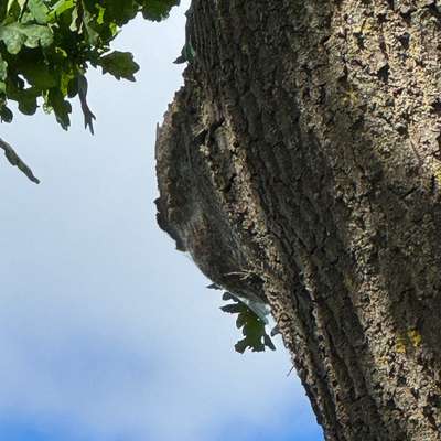 Giftköder-Eichenprozessorenspinner-Bild