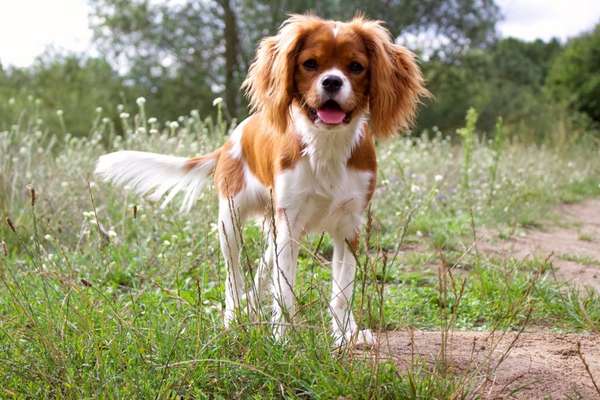 Cavaliere-Beitrag-Bild