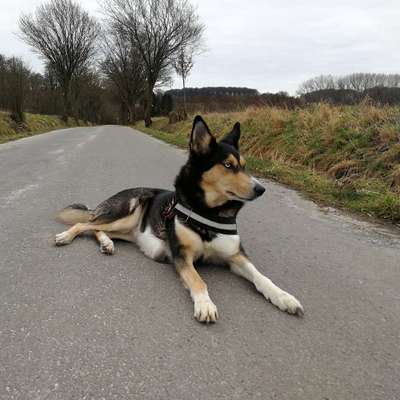 Hundetreffen-Kleine Tour am Wochenende zum Nölke Hof aufen Kaffee oder Bier-Bild