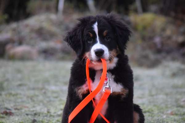 Dogorama Photo Challenge - Hundeblick zum hinschmelzen-Beitrag-Bild