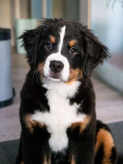 Berner Sennen-Beitrag-Bild