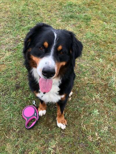 Dogorama Photo Challenge - Hundeblick zum hinschmelzen-Beitrag-Bild