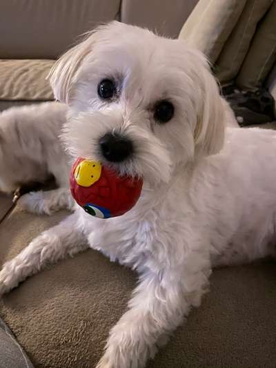 Die Dogorama Kalender Challenge Titelbild-Beitrag-Bild