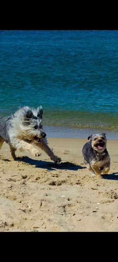 Dogorama-Monats-Challenge-Mai "Wasser"-Beitrag-Bild