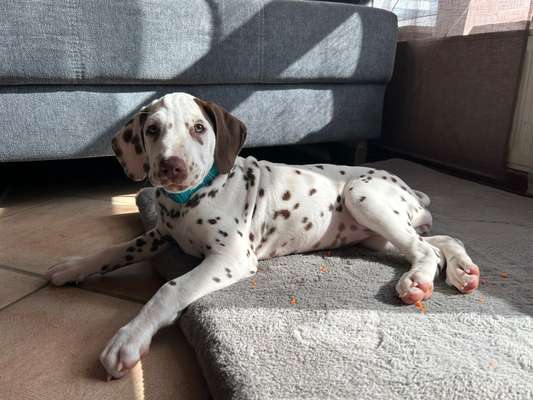 Hundetreffen-Welpen/Junghundtreff-Bild