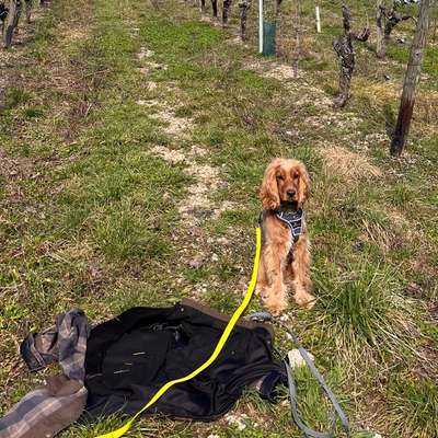 Hundetreffen-entspannte Auszeit in und um Wü🫶🏼-Bild
