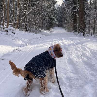 Hundetreffen-entspannte Auszeit in und um Wü🫶🏼-Bild