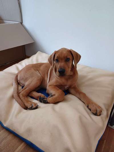 Wo sind denn hier die Broholmer?-Beitrag-Bild