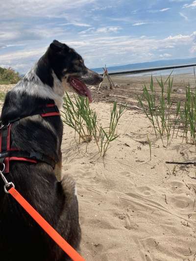 Die Dogorama Monats Challenge "Es grünt und blüht"-Beitrag-Bild