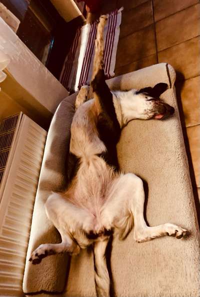 Zeigt mir die lustigsten Schlafpositionen eurer Fellnasen-Beitrag-Bild