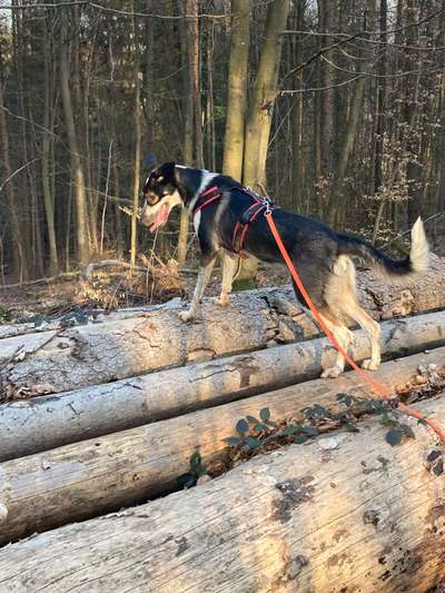 Das passende Brustgeschirr-Beitrag-Bild