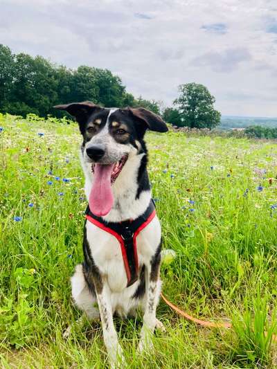 Windhunde - Treffen der besonderen Schönheiten
HERZLICH WILLKOMMEN-Beitrag-Bild