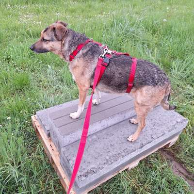 Hundetreffen-Gemütlich kleine Runden-Bild