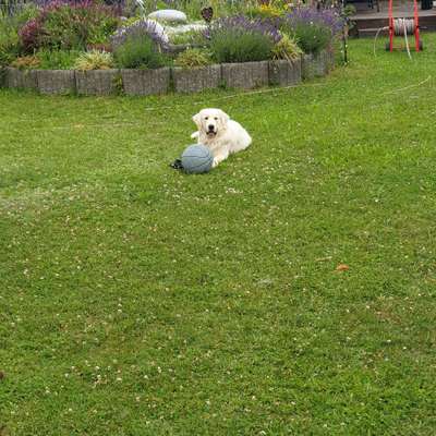 Hundetreffen-Herumtollen mit anderen Hunden in Rodgau-Profilbild