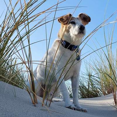 Hundetreffen-Gassirunde in Radebeul-Bild