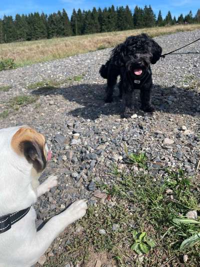 Hundetreffen-Hundefreunde gesucht für meinen Bolonka-Bild