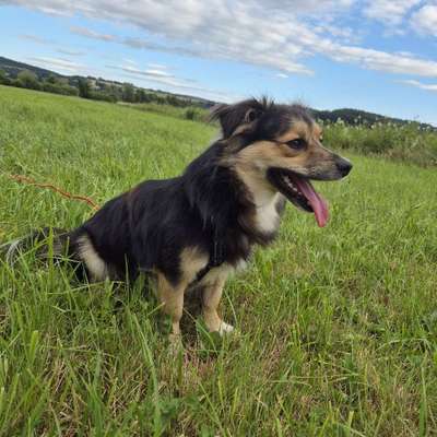 Hundetreffen-Wächtersbach-Bild