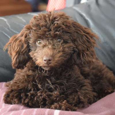 Hundetreffen-Welpentreffen in Laichingen-Bild