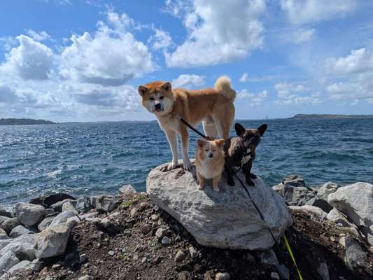 Hundetreffen-Gassi und Spielrunde-Bild