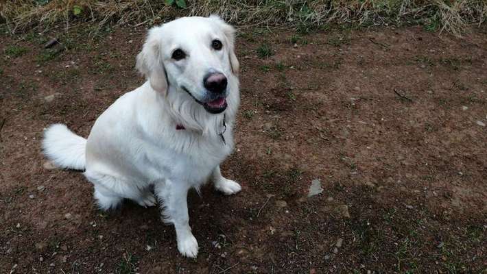 Entfärbung der Hundenase-Beitrag-Bild