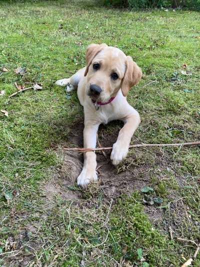 Als Welpen sind sie alle noch süßer-Beitrag-Bild