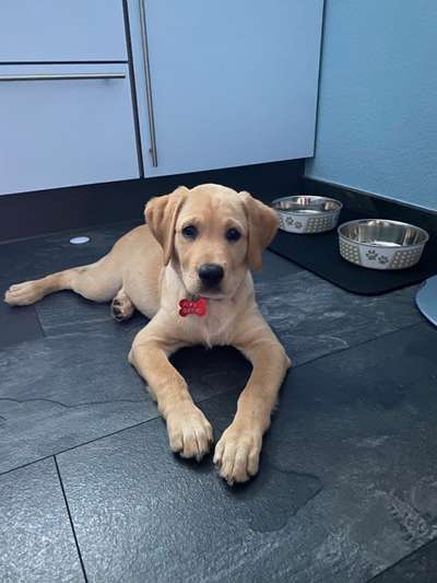 Als Welpen sind sie alle noch süßer-Beitrag-Bild