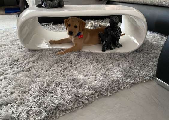 Als Welpen sind sie alle noch süßer-Beitrag-Bild