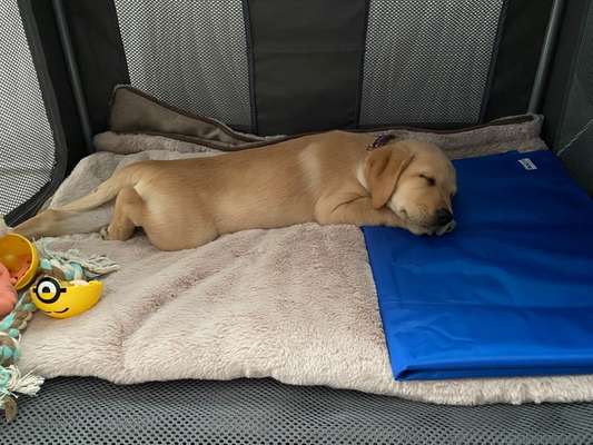 Als Welpen sind sie alle noch süßer-Beitrag-Bild