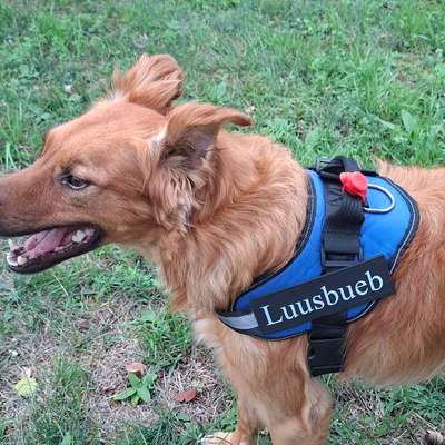 Hundetreffen-Hunde-Kumpels gesucht-Bild