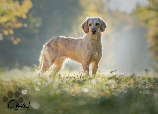 Die Dogorama Monats Challenge "Es grünt und blüht"-Beitrag-Bild