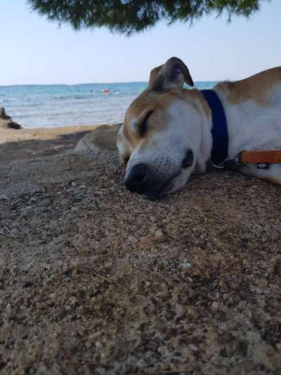 Die Dogorama Wochen Challenge: “Dein Hund im Urlaub”-Beitrag-Bild