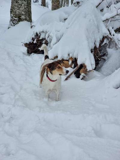 Dogorama Photo Challenge - Tierischer Urlaub-Beitrag-Bild