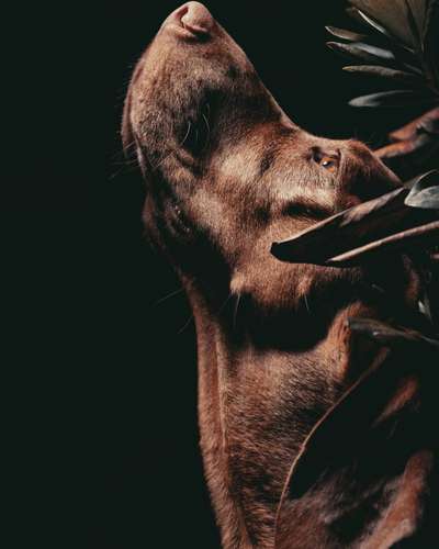 Hundetreffen-Hunde Fotoshooting-Bild