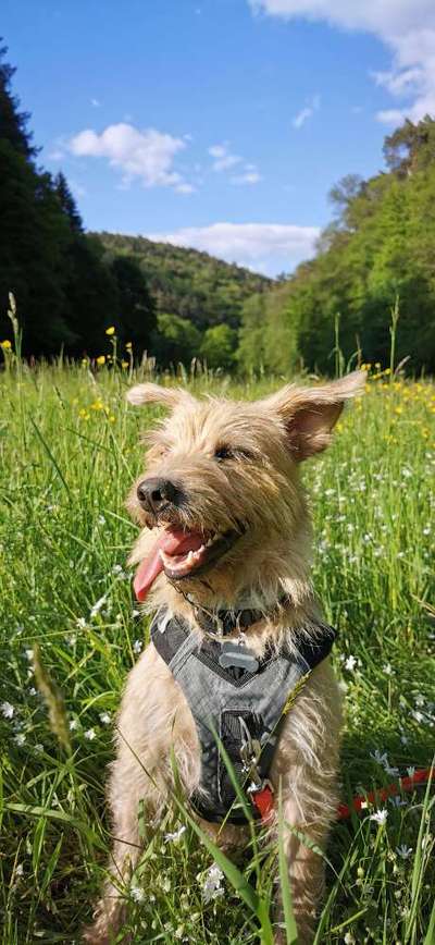 Die Dogorama Monats Challenge "Es grünt und blüht"-Beitrag-Bild